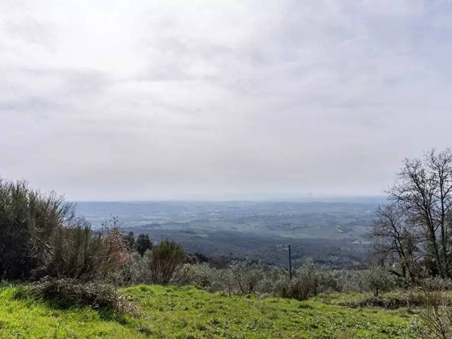 Immagine 7 di Terreno agricolo in vendita  a Vinci