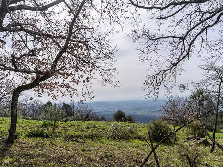 Immagine 23 di Terreno agricolo in vendita  a Vinci