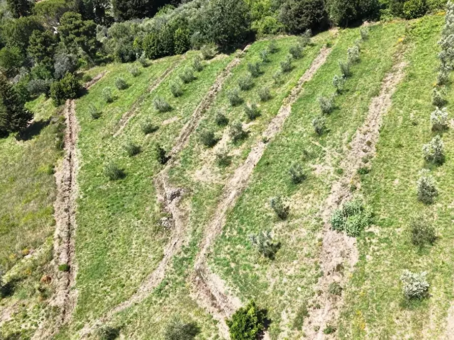 Immagine 24 di Terreno agricolo in vendita  a Vinci