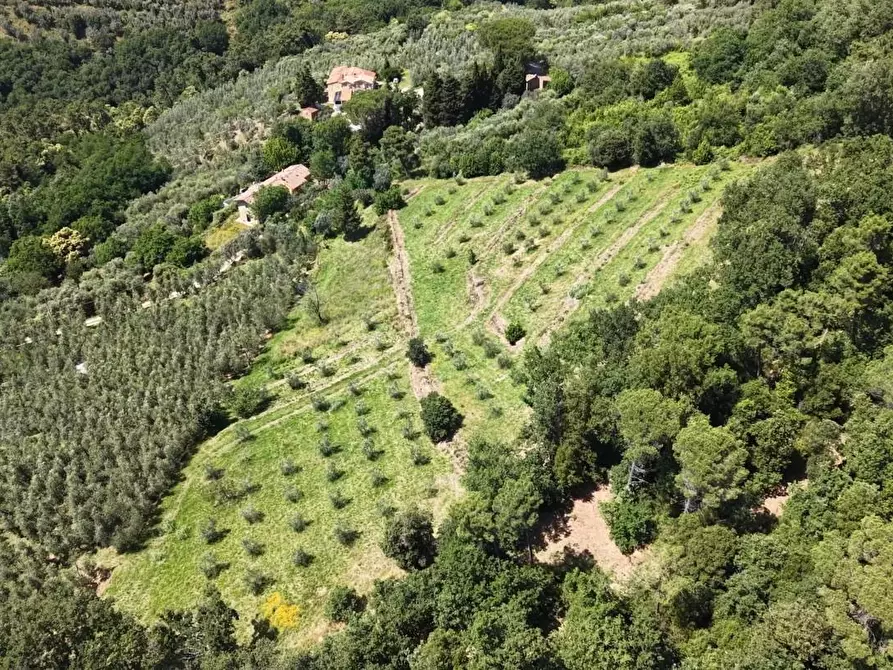 Immagine 7 di Terreno agricolo in vendita  a Vinci