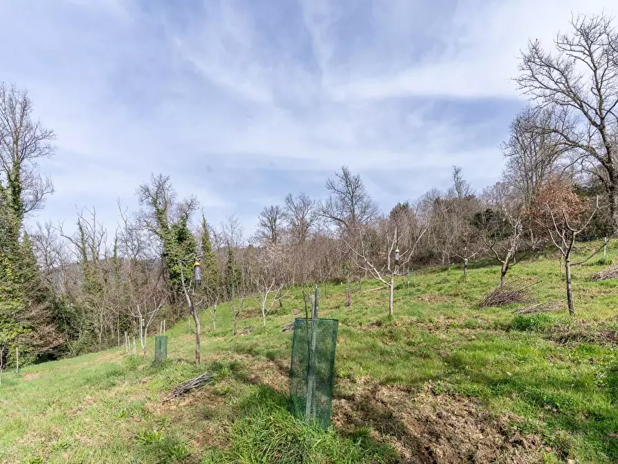 Immagine 26 di Terreno agricolo in vendita  a Vinci