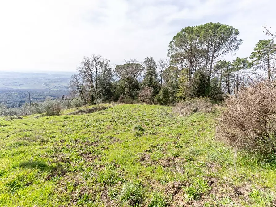 Immagine 33 di Terreno agricolo in vendita  a Vinci