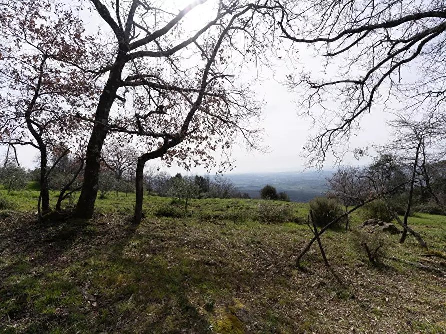 Immagine 22 di Terreno agricolo in vendita  a Vinci
