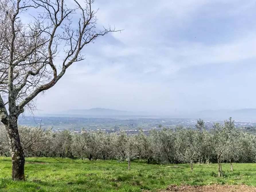 Immagine 10 di Terreno agricolo in vendita  a Vinci