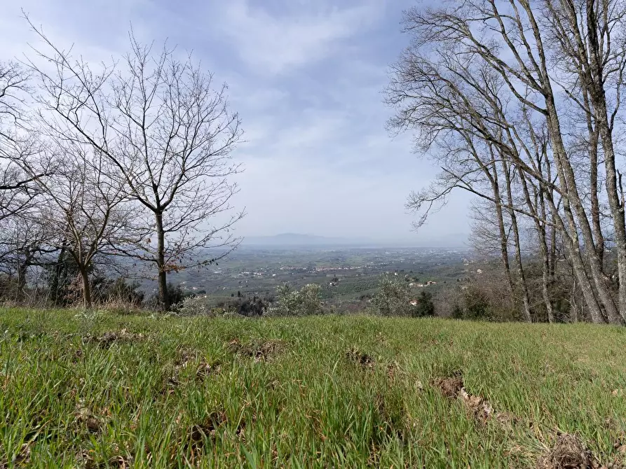 Immagine 5 di Terreno agricolo in vendita  a Vinci