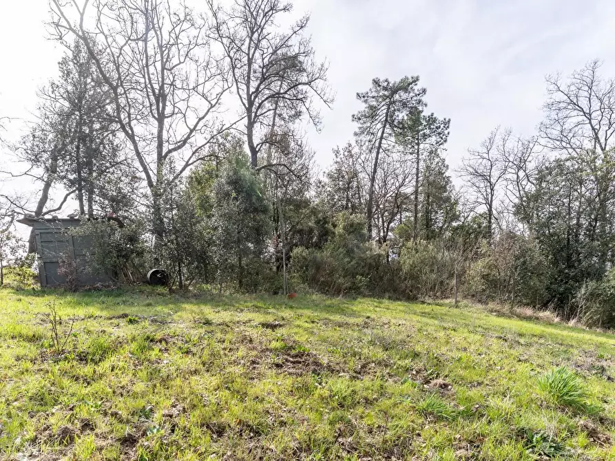 Immagine 30 di Terreno agricolo in vendita  a Vinci