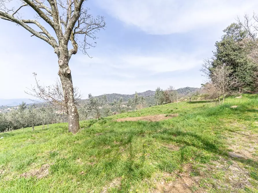 Immagine 35 di Terreno agricolo in vendita  a Vinci