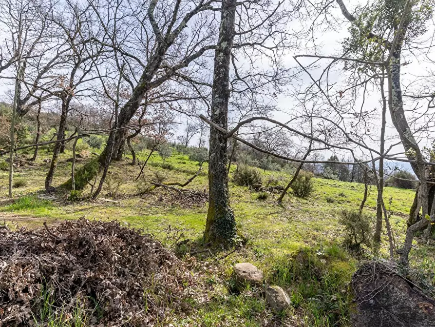 Immagine 21 di Terreno agricolo in vendita  a Vinci