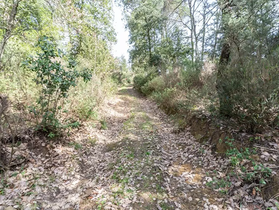 Immagine 34 di Terreno agricolo in vendita  a Vinci