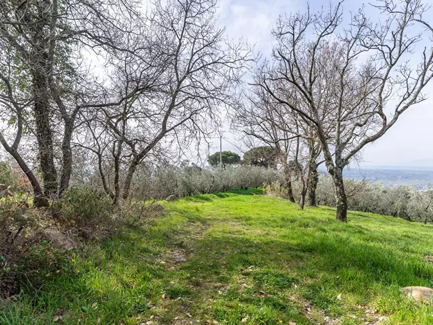 Immagine 13 di Terreno agricolo in vendita  a Vinci