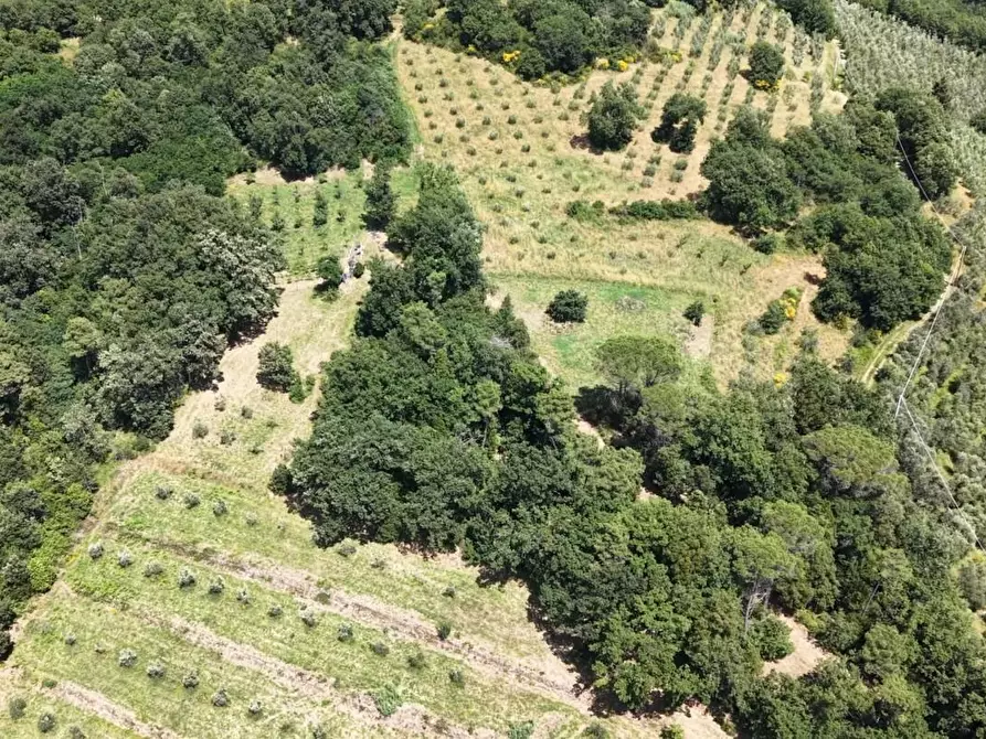 Immagine 19 di Terreno agricolo in vendita  a Vinci