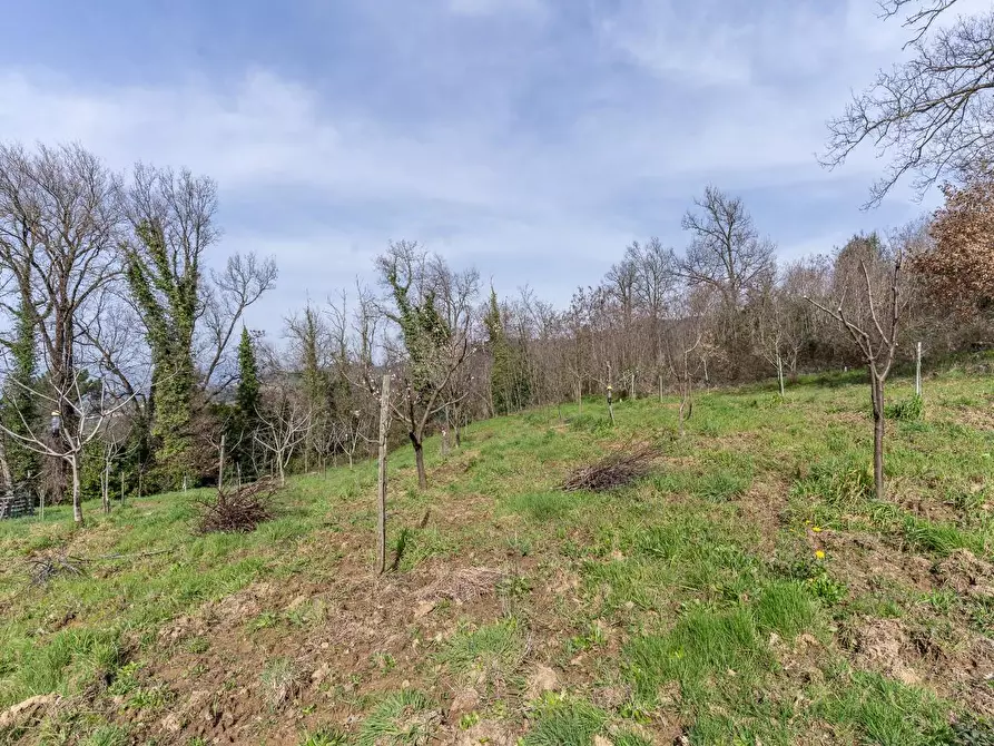 Immagine 27 di Terreno agricolo in vendita  a Vinci