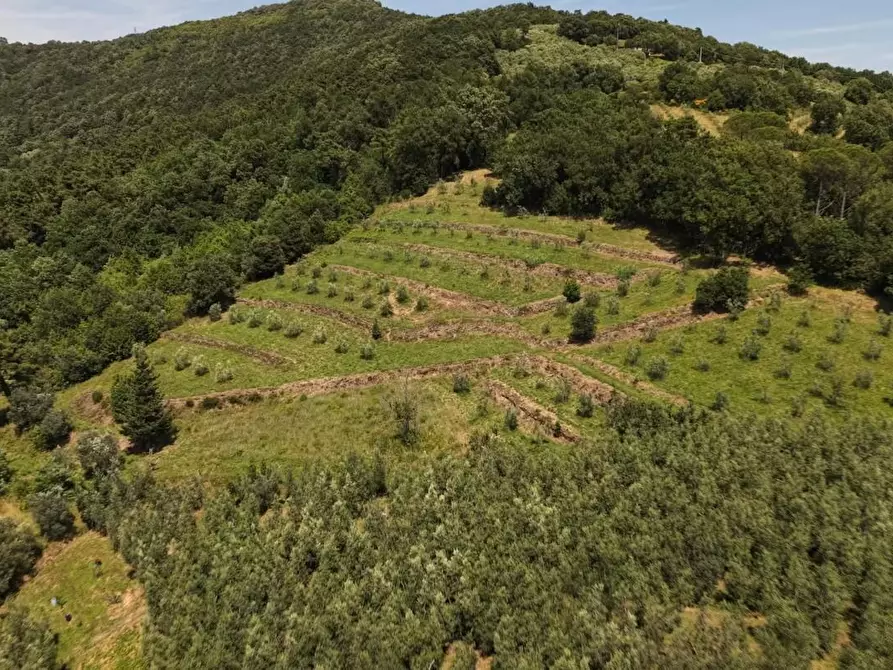 Immagine 4 di Terreno agricolo in vendita  a Vinci