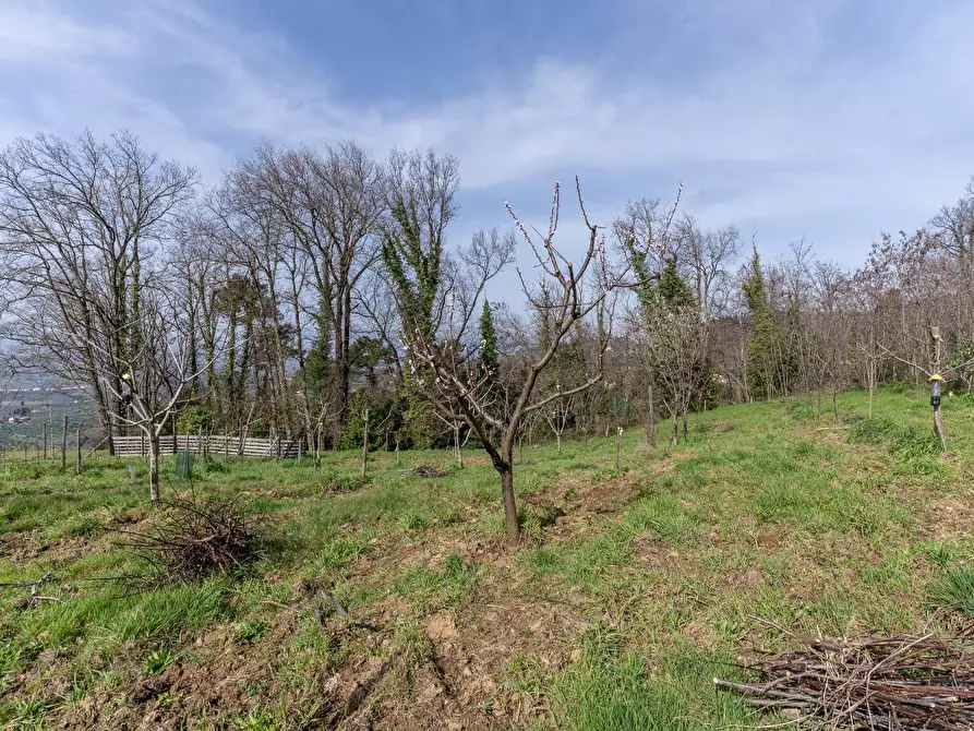 Immagine 28 di Terreno agricolo in vendita  a Vinci