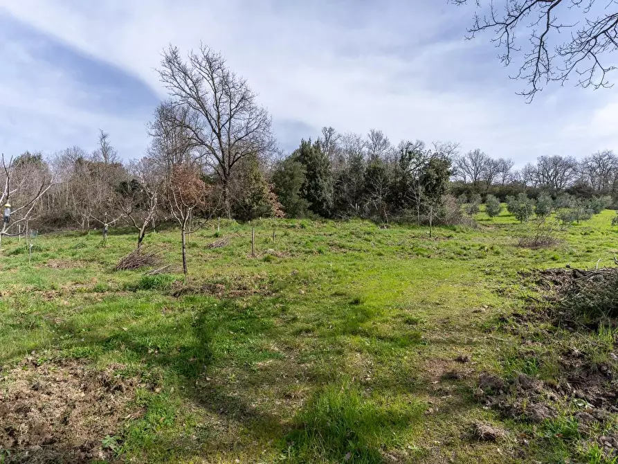 Immagine 25 di Terreno agricolo in vendita  a Vinci