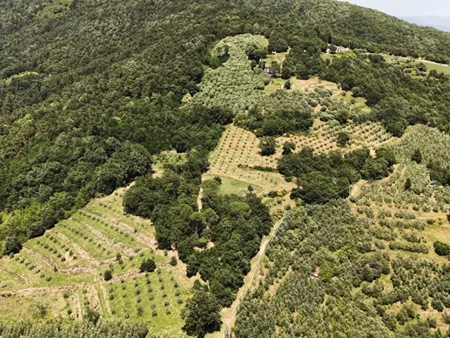 Immagine 1 di Terreno agricolo in vendita  a Vinci