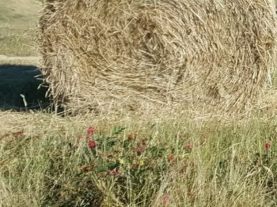 Immagine 1 di Terreno agricolo in vendita  a Terricciola