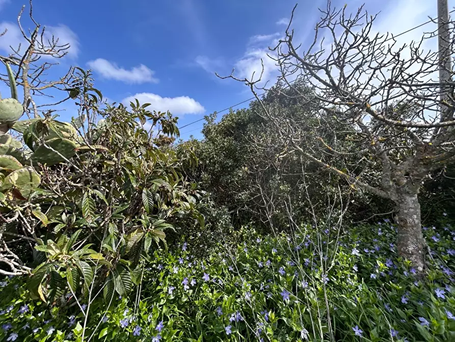 Immagine 24 di Terreno residenziale in vendita  a Luogosanto