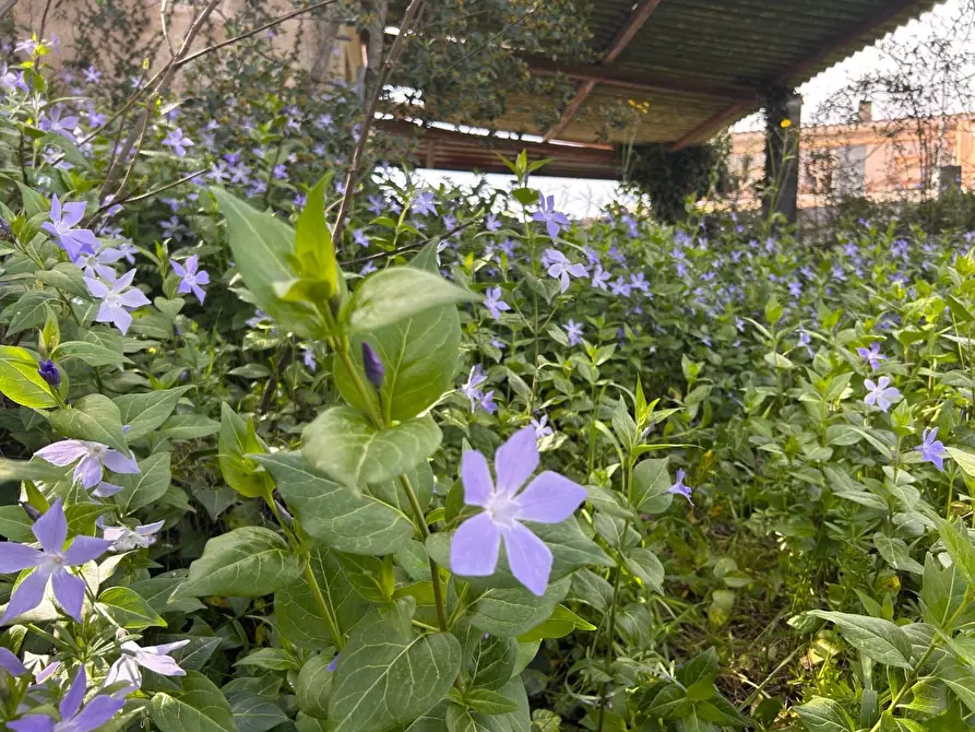 Immagine 10 di Terreno residenziale in vendita  a Luogosanto