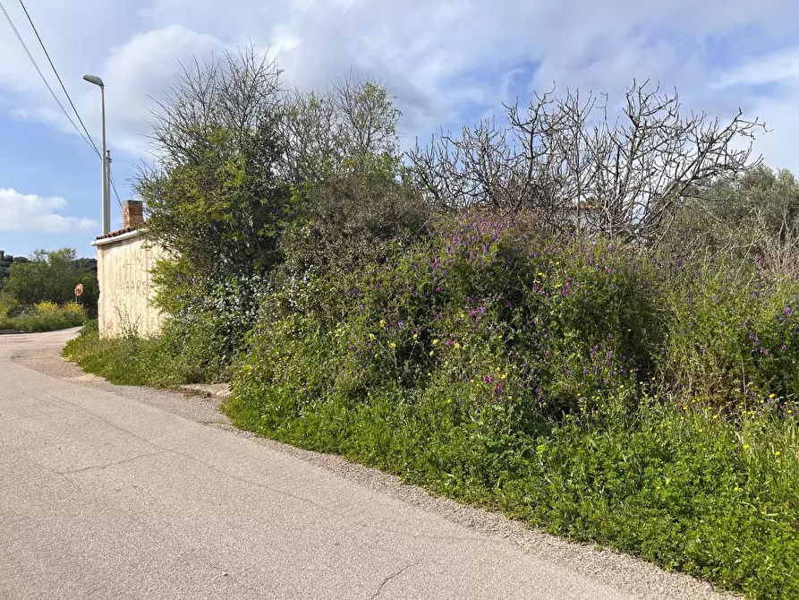Immagine 3 di Terreno residenziale in vendita  a Luogosanto