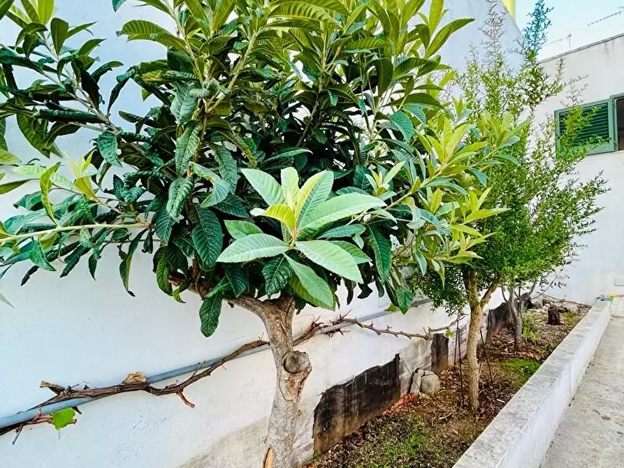 Immagine 24 di Appartamento in vendita  a Alessano