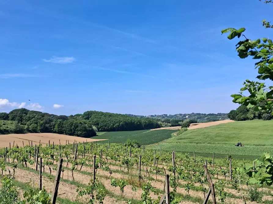 Immagine 10 di Terreno agricolo in vendita  a Capannoli