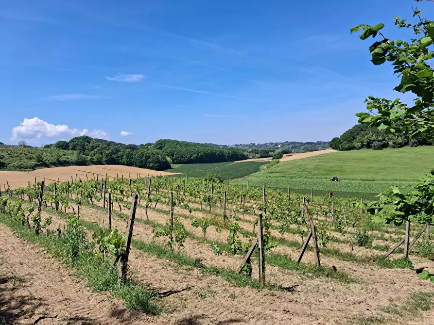 Immagine 9 di Terreno agricolo in vendita  a Capannoli