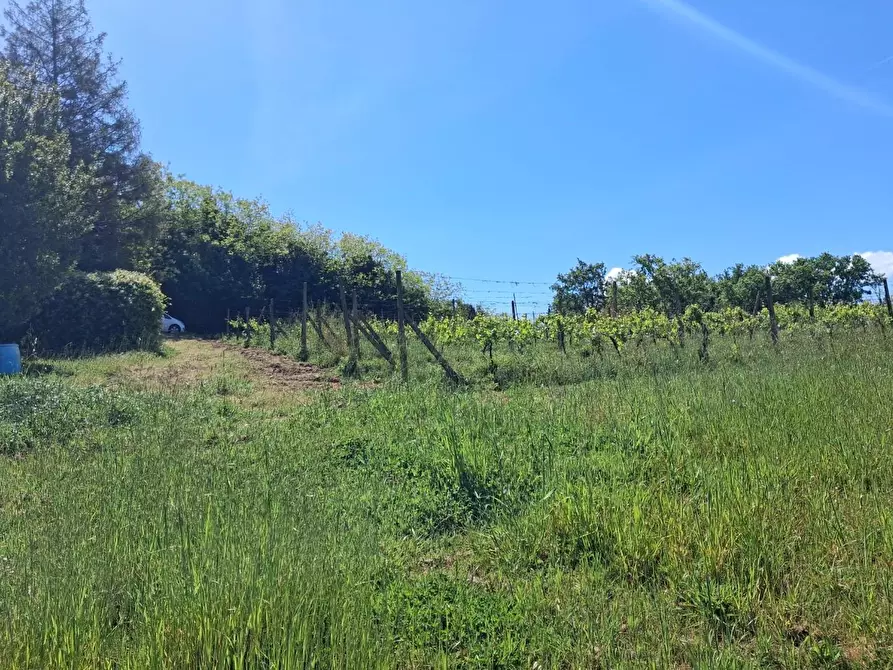 Immagine 17 di Terreno agricolo in vendita  a Capannoli