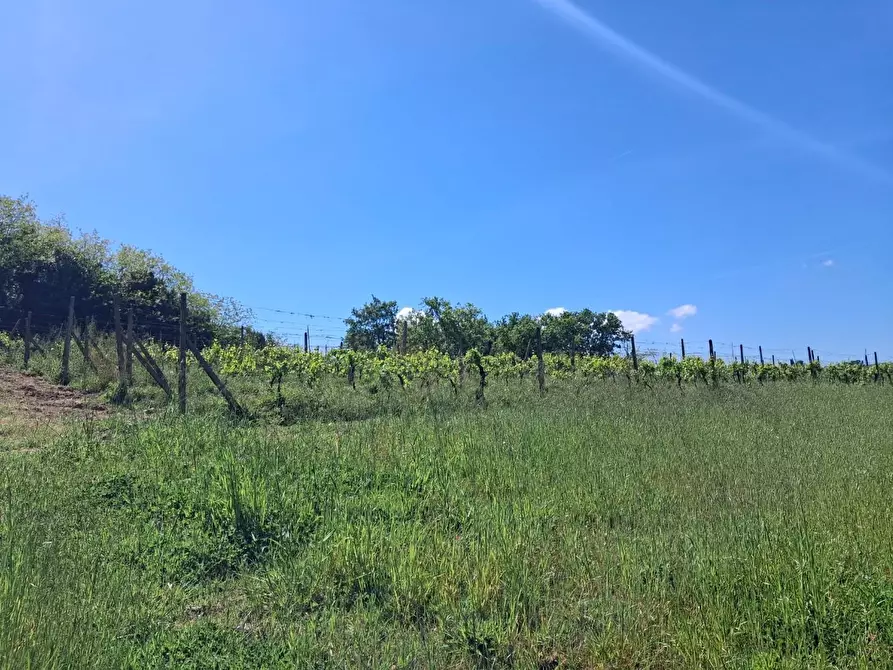 Immagine 18 di Terreno agricolo in vendita  a Capannoli