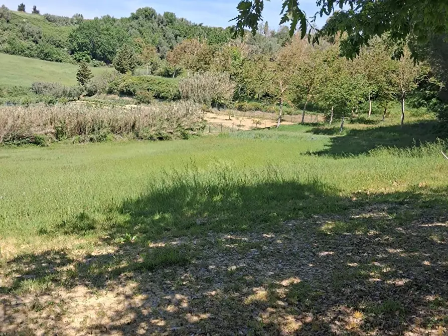 Immagine 6 di Terreno agricolo in vendita  a Capannoli