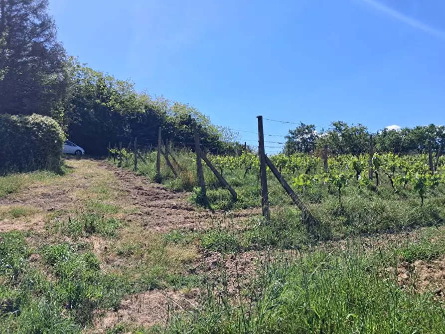 Immagine 15 di Terreno agricolo in vendita  a Capannoli