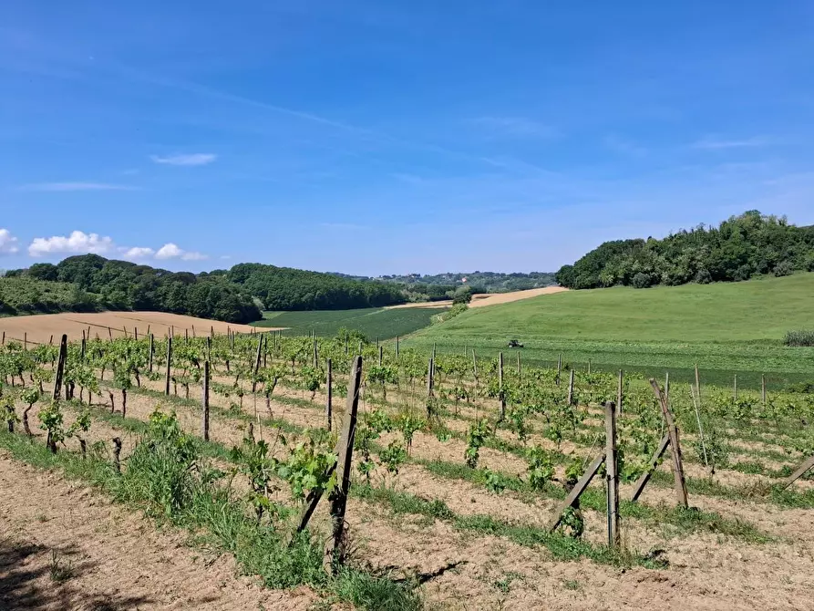 Immagine 16 di Terreno agricolo in vendita  a Capannoli