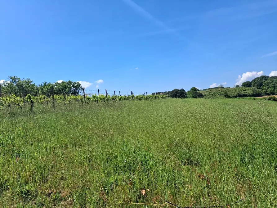 Immagine 1 di Terreno agricolo in vendita  a Capannoli