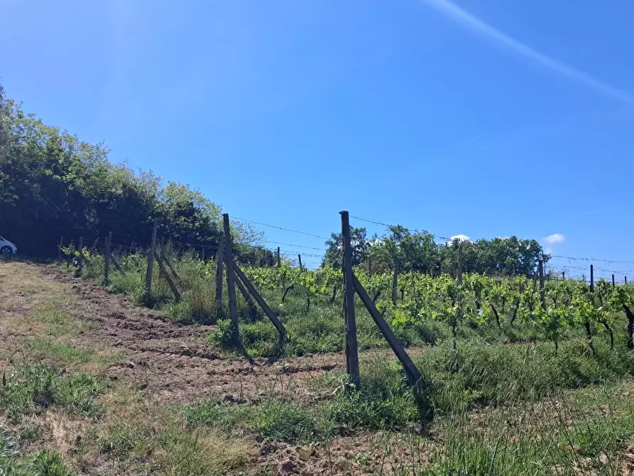 Immagine 5 di Terreno agricolo in vendita  a Capannoli