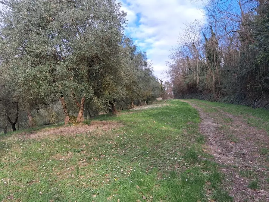 Immagine 1 di Terreno agricolo in vendita  a Capannoli
