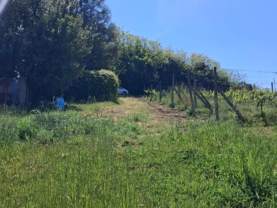 Immagine 7 di Terreno agricolo in vendita  a Capannoli