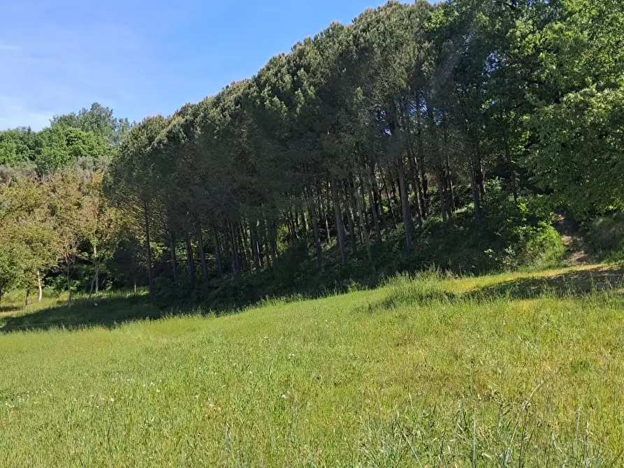 Immagine 3 di Terreno agricolo in vendita  a Capannoli