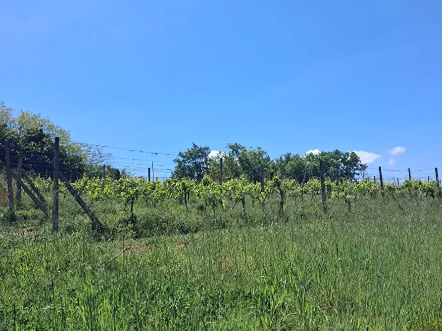 Immagine 8 di Terreno agricolo in vendita  a Capannoli