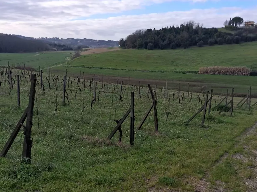 Immagine 2 di Terreno agricolo in vendita  a Capannoli
