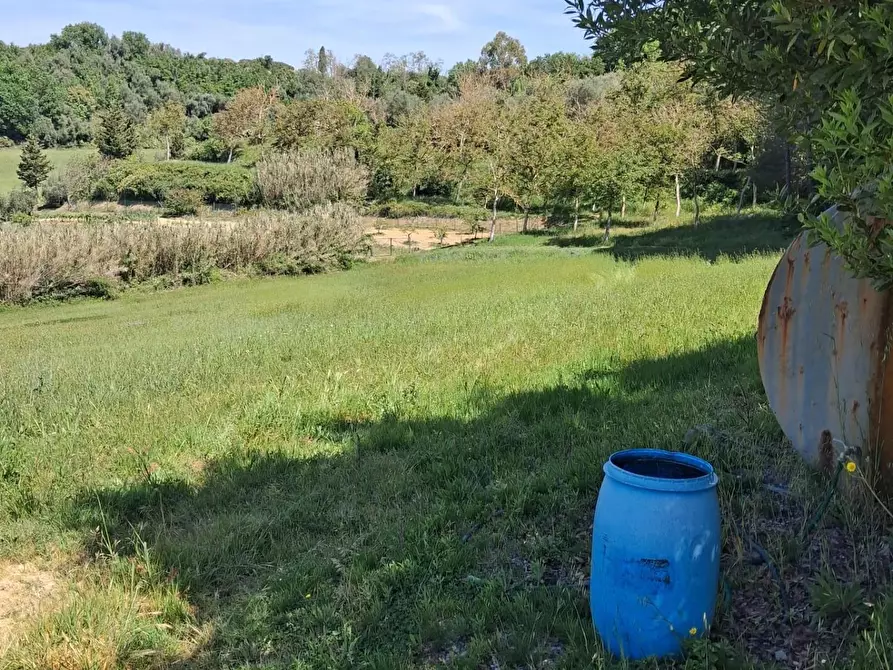 Immagine 14 di Terreno agricolo in vendita  a Capannoli