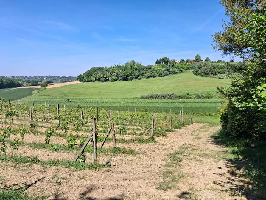 Immagine 2 di Terreno agricolo in vendita  a Capannoli