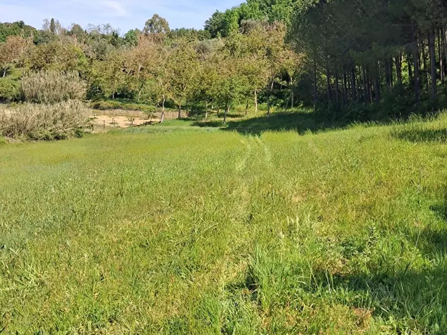 Immagine 4 di Terreno agricolo in vendita  a Capannoli