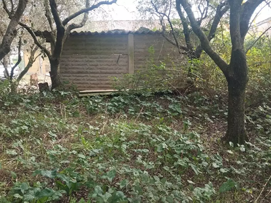 Immagine 1 di Terreno agricolo in vendita  a Vicopisano