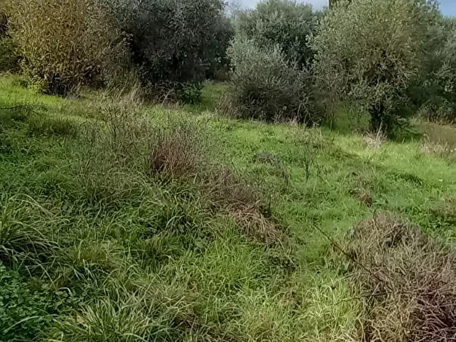 Immagine 36 di Villa in vendita  a Crespina Lorenzana