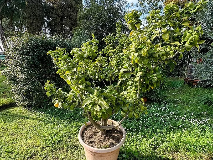 Immagine 34 di Casa colonica in vendita  a Suvereto