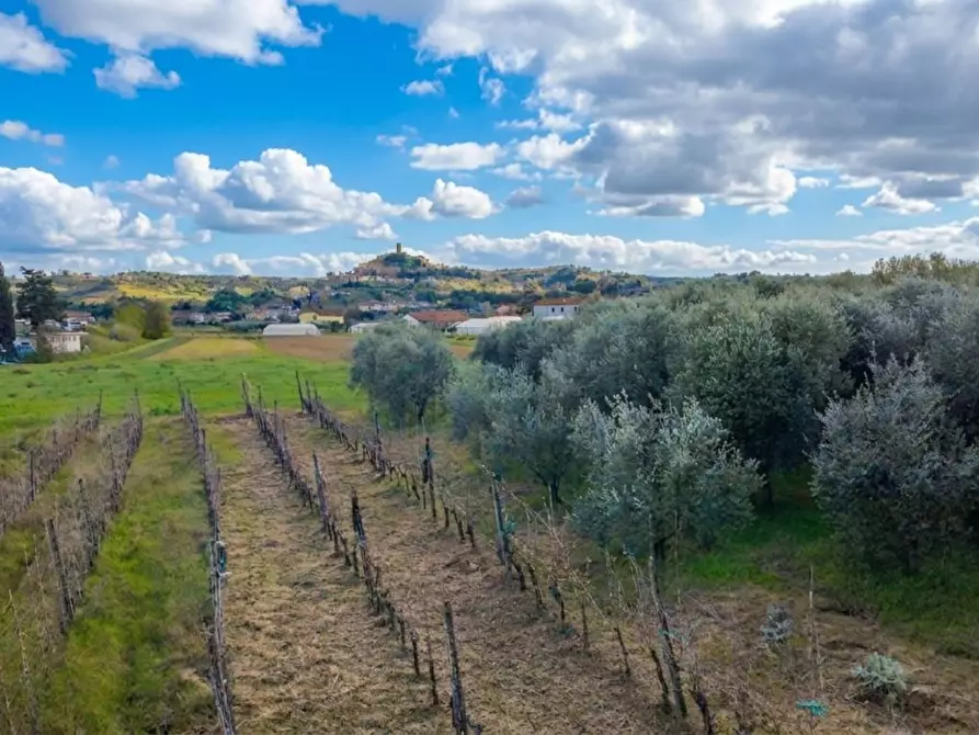 Immagine 4 di Terreno agricolo in vendita  a San Miniato