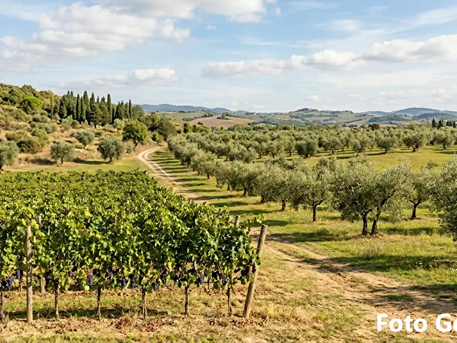 Immagine 1 di Terreno agricolo in vendita  a San Miniato