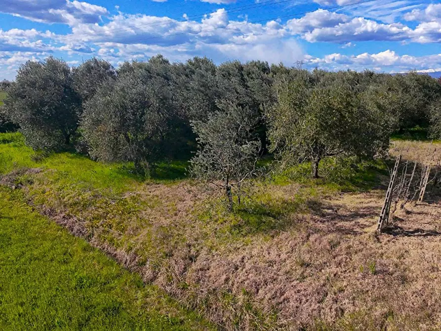 Immagine 3 di Terreno agricolo in vendita  a San Miniato