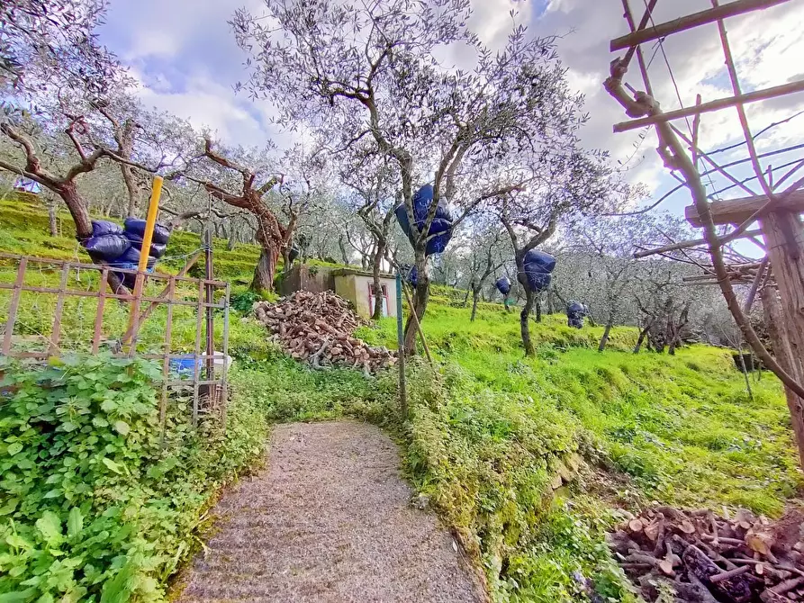 Immagine 30 di Terratetto in vendita  a Calci