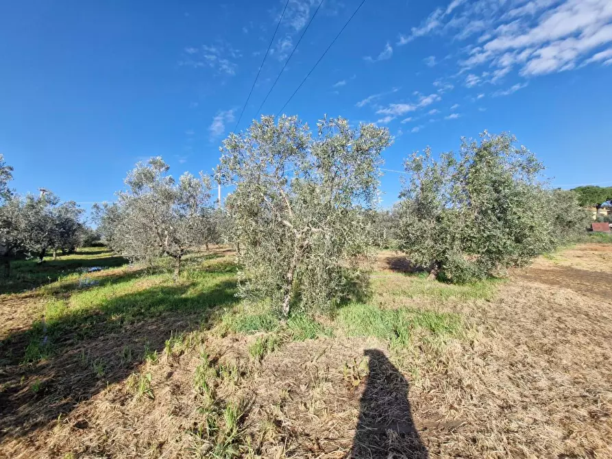 Immagine 69 di Casa colonica in vendita  a Campiglia Marittima